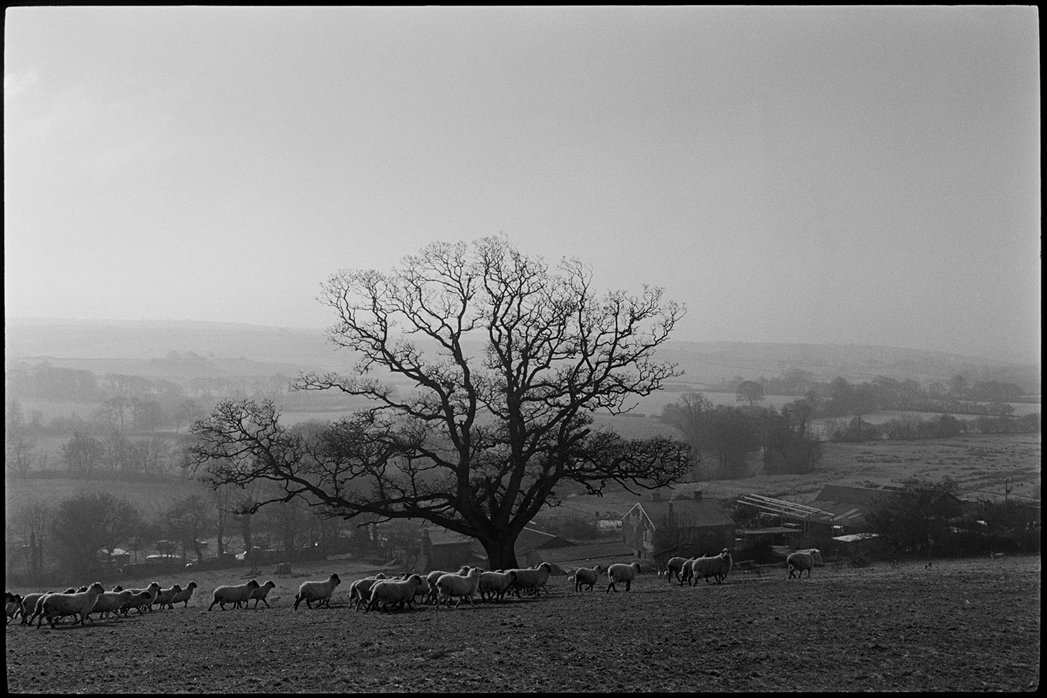 Large old oak in field with sheep, farmer feeding cattle, distant view with shepherd.
[A flock of sheep walking past a large oak tree in a field at Brushford Barton. A number of farm buildings are visible with a misty landscape of trees and fields in the background.]