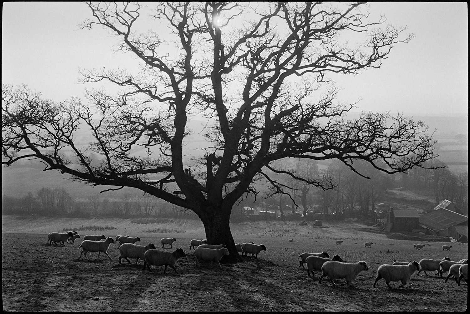 Large old oak in field with sheep, farmer feeding cattle, distant view with shepherd.
[A flock of sheep walking past a large oak tree in a field at Brushford Barton. A number of farm buildings are shown with a misty landscape  of trees and fields in the background.]