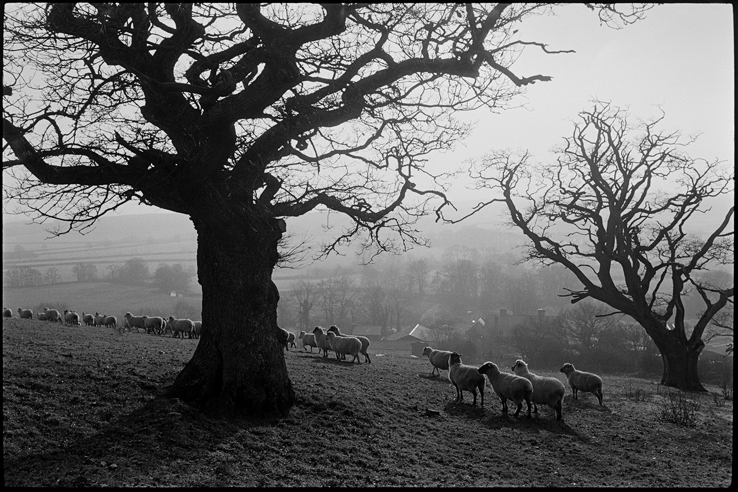 Large old oak in field with sheep, farmer feeding cattle, distant view with shepherd.
[A flock of sheep in a field with two large oak trees at Brushford Barton. Farm buildings are visible with a misty landscape of trees and fields in the background.]