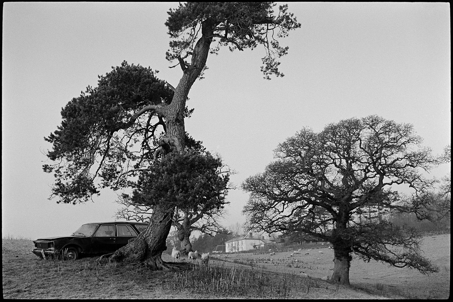Large trees in field with sheep, abandoned car under fir tree, early morning.
[An abandoned estate car  by the base of a tall fir tree in a field at Brushford Barton. A flock of sheep and an oak tree is also in the field. Brushford Barton farmhouse is visible in the background.]