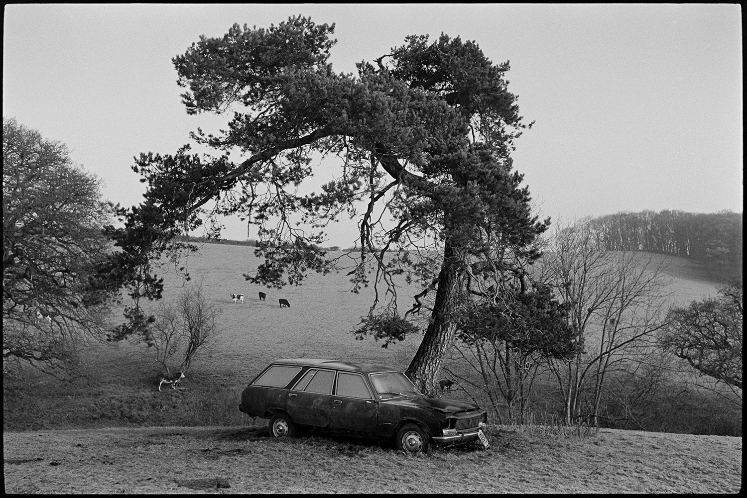 Large Trees in field with sheep, abandoned car under fir tree, early morning.
[An abandoned estate car parked by the base of a fir tree in a field at Brushford Barton. Cattle are grazing in a field in the background.]