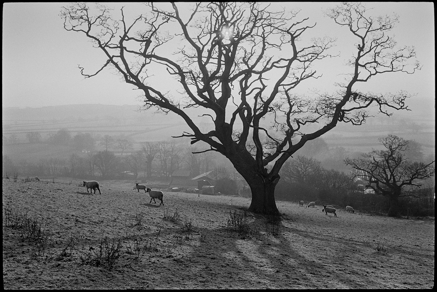 Large trees in field with sheep, abandoned car under fir tree, early morning.
[A flock of sheep in a field with a large oak tree at Brushford Barton. A number of farm buildings are visible with a misty landscape of trees and fields in the background. The oak tree is casting a shadow across the field.]