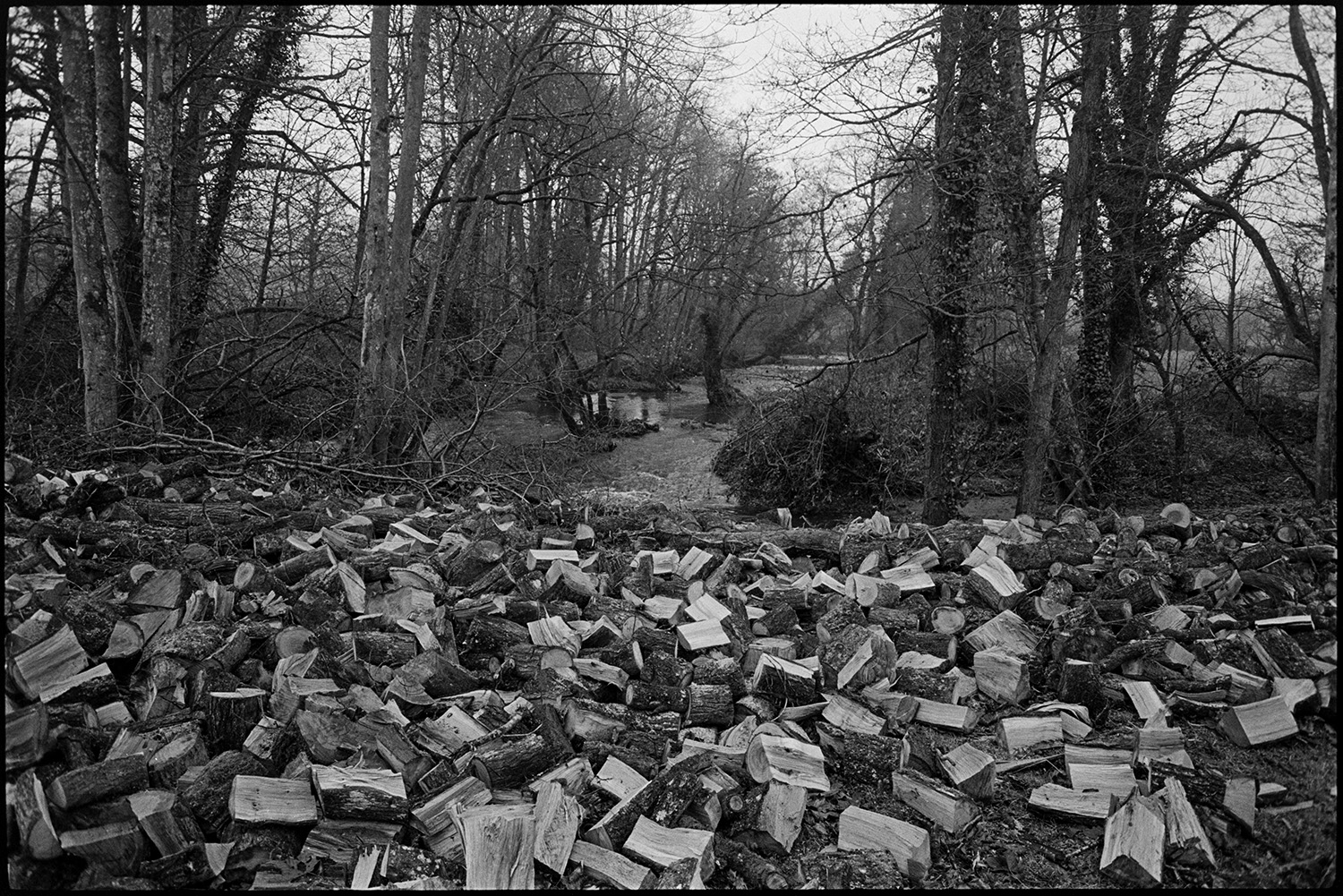 Vast pile of cut logs from trees cleared from ancient castle mound.
[A large pile of cut logs on the tree lined banks of a small river at Millsome near Winkleigh.]