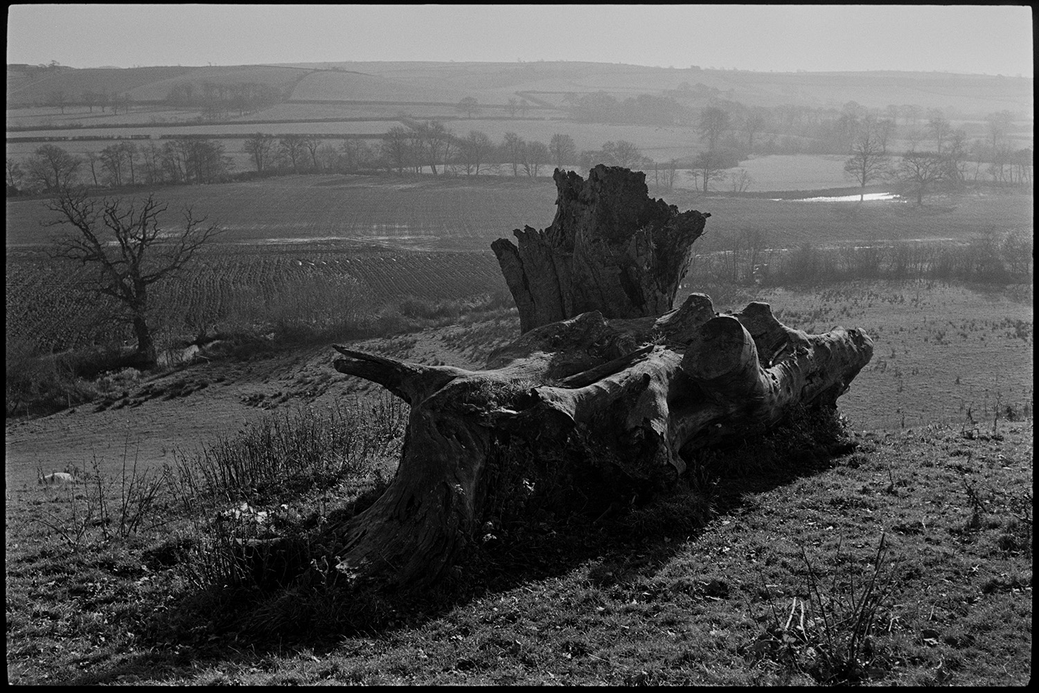 Large trees in field with sheep, abandoned car under fir tree, early morning, huge stump.
[A large tree stump lying in a field at Brushford Barton. In the background is a landscape of fields, trees, hedgerows and a river valley.]