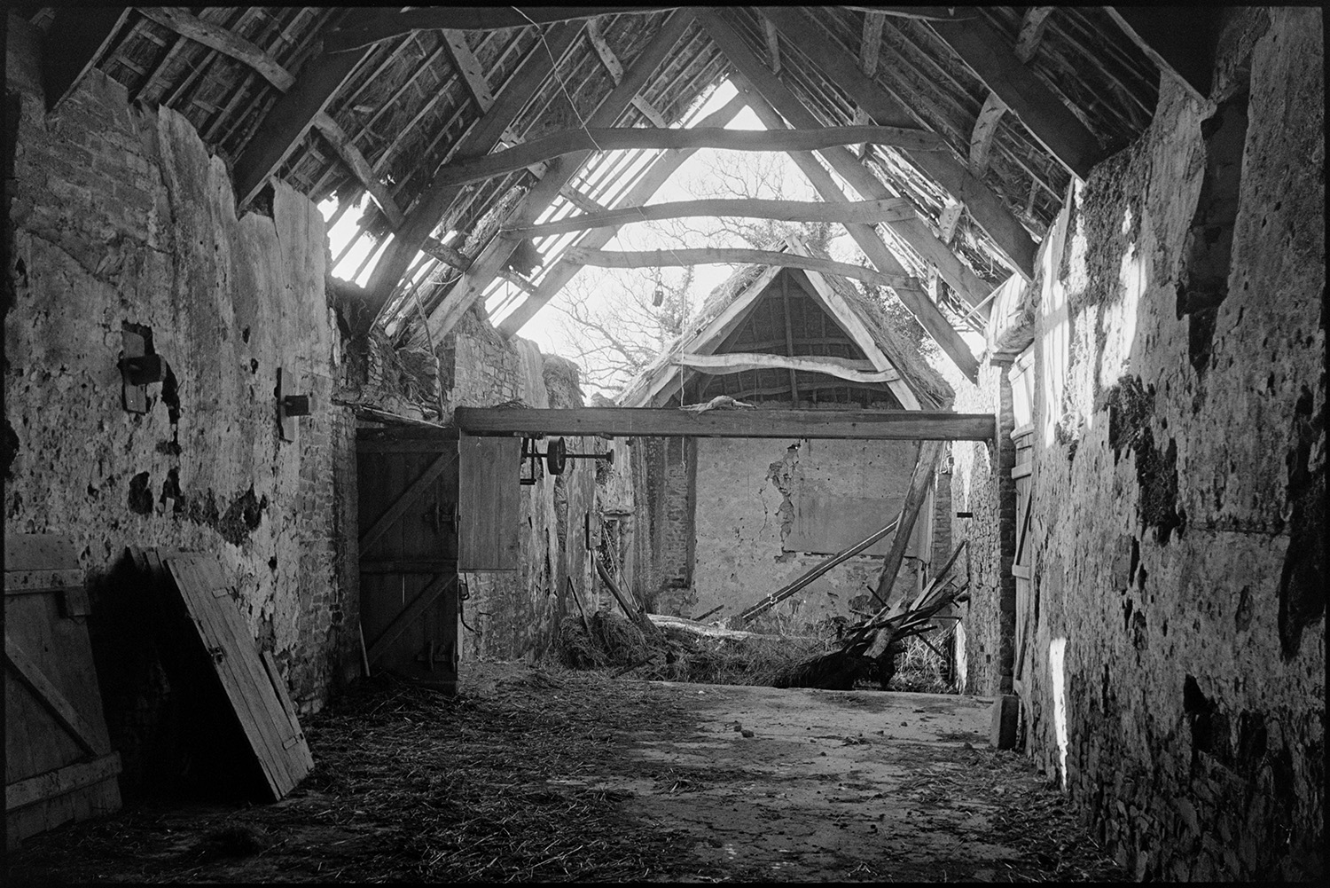 Collapsed cob and thatch barn, fallen oak beams. Now restored by new owners.
[Interior of a cob and thatch barn with a collapsed roof exposing oak beams, at Colleton Manor, Chulmleigh. The barn was later rebuilt.]