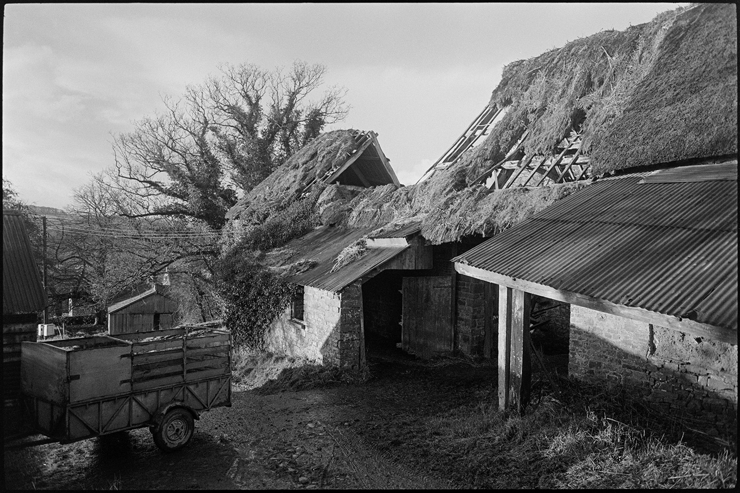 Collapsed cob and thatch barn, fallen oak beams. Now restored by new owners.
[Exterior of a cob and thatch barn with a partially collapsed roof, exposing oak beams, at Colleton Manor, Chulmleigh. The barn has been extended with a shelter with a corrugated iron roof. A trailer is parked in front of the entrance. The barn was later rebuilt.]