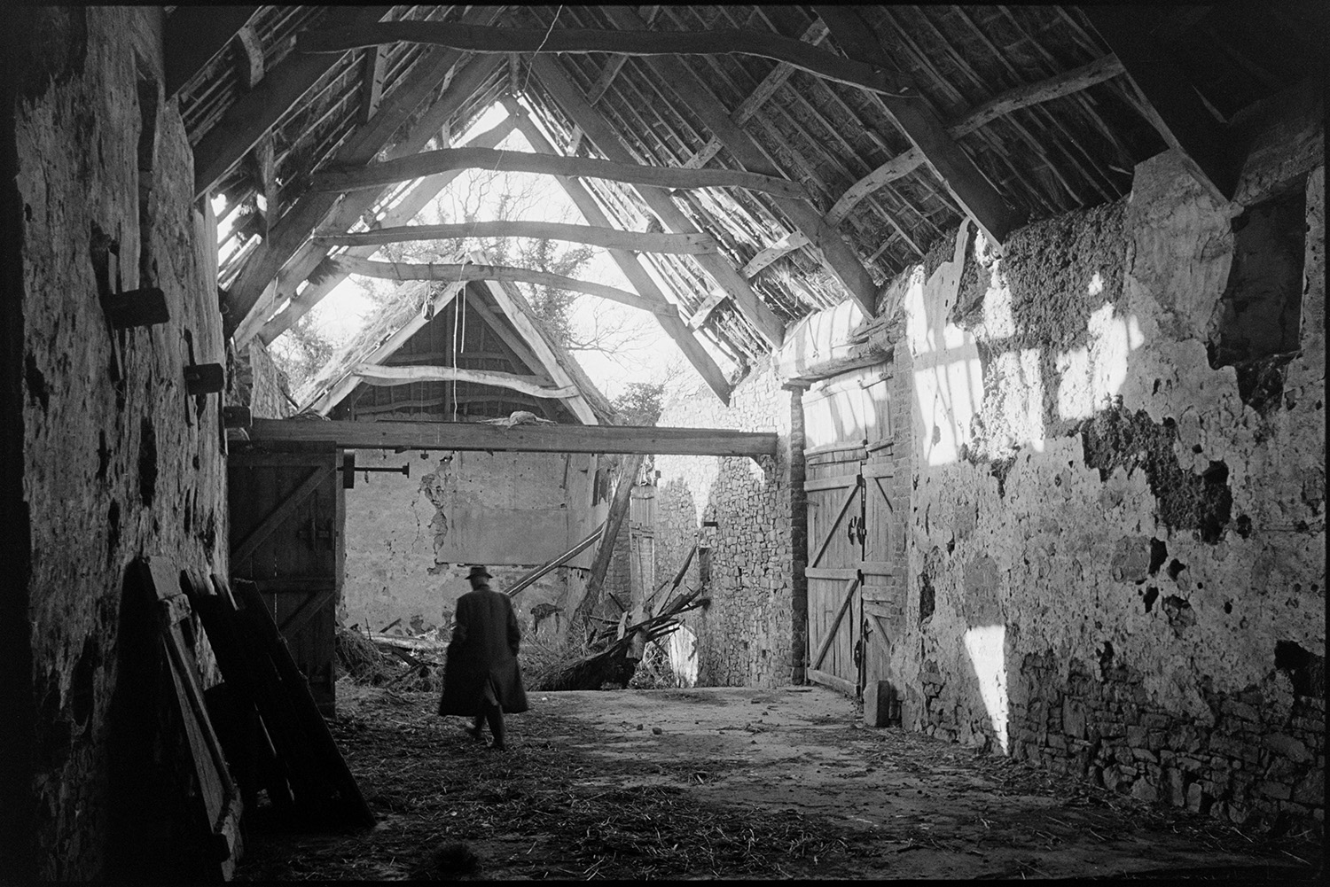 Collapsed cob and thatch barn fallen oak beams. Now restored by new owners.
[Interior of a cob and thatch barn with a collapsed roof, exposing oak beams, and partially collapsed walls, at Colleton Manor, Chulmleigh. A man is standing at one end of the barn. The barn was later rebuilt.]