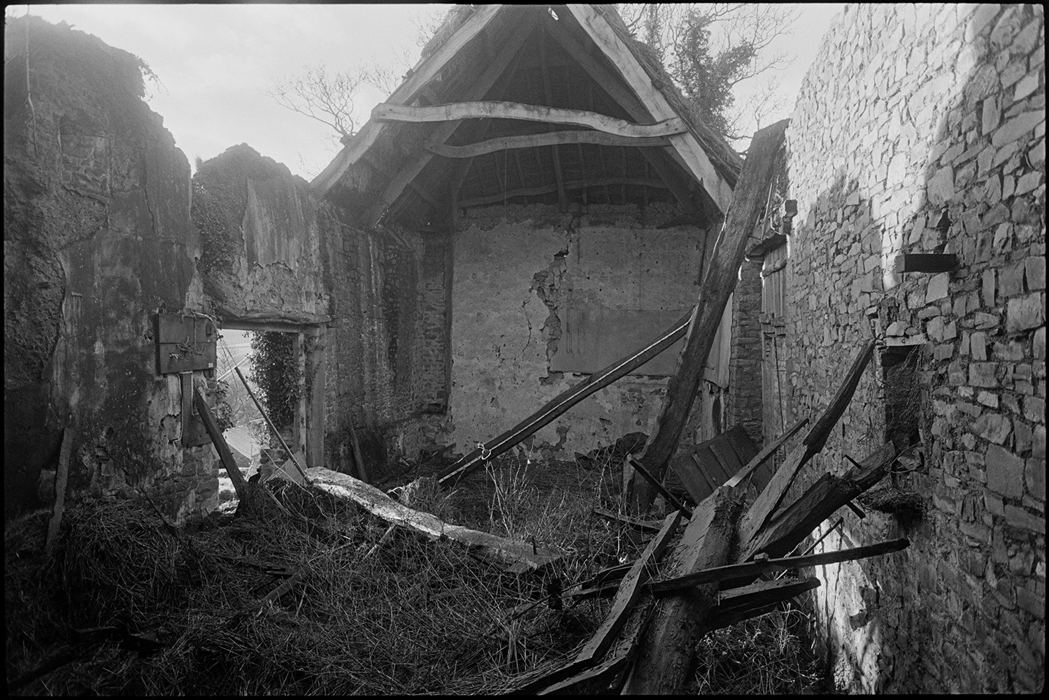 Collapsed cob and thatch barn, fallen oak beams. Now restored by new owners,
[Interior of a cob and thatch barn with a collapsed roof, exposing oak beams, and partially collapsed walls, at Colleton Manor, Chulmleigh. The barn was later rebuilt.]