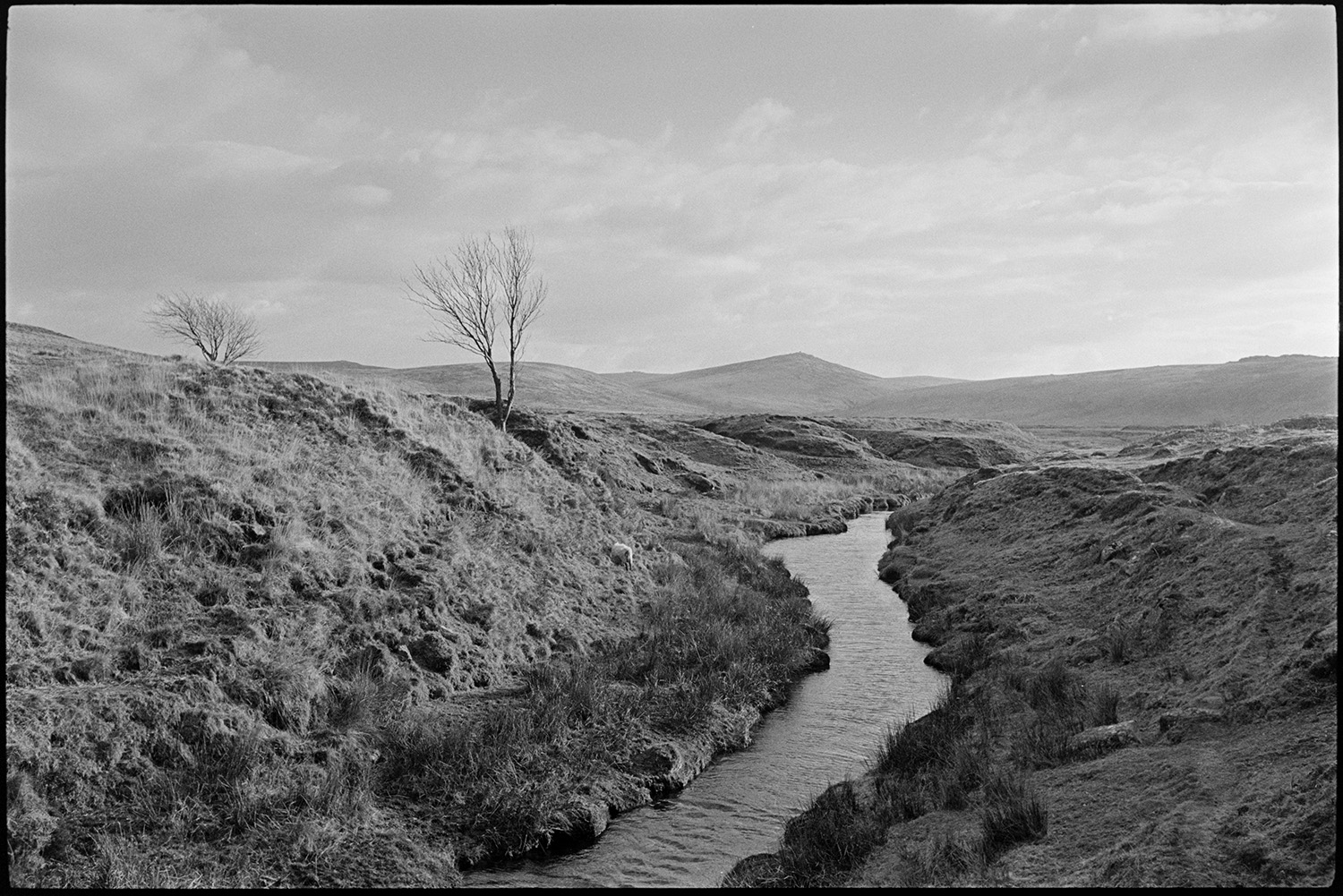 Near the source of the Taw above Belstone.
[River Taw  near its source above Belstone, Dartmoor. A sheep is grazing on the bank and in the background there is a view across Dartmoor.]