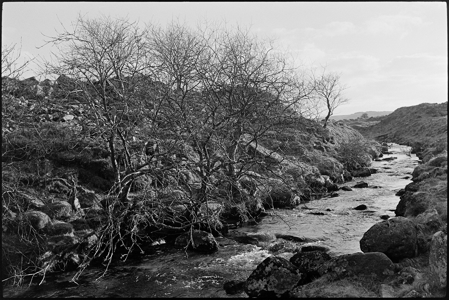 Near the source of the Taw above Belstone. Rocky stream and blasted trees.
[River Taw near its source above Belstone, Dartmoor, lined with bare trees and rocks.]