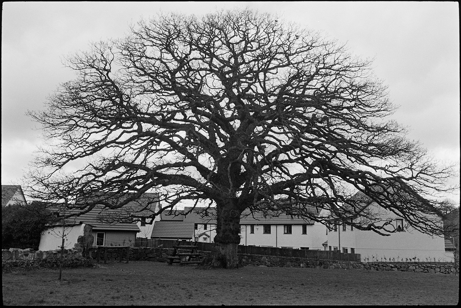 Large oak tree in village.
[A large oak tree at Sticklepath, in front of a group of modern houses. A climbing frame made from logs is next to the oak tree.]