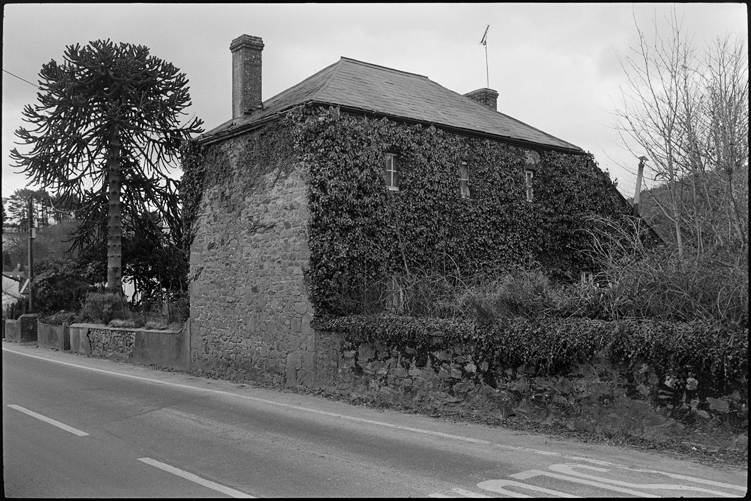 Ivy covered house.
[An ivy covered house with a Monkey Puzzle tree in the garden, at Taw Green.]