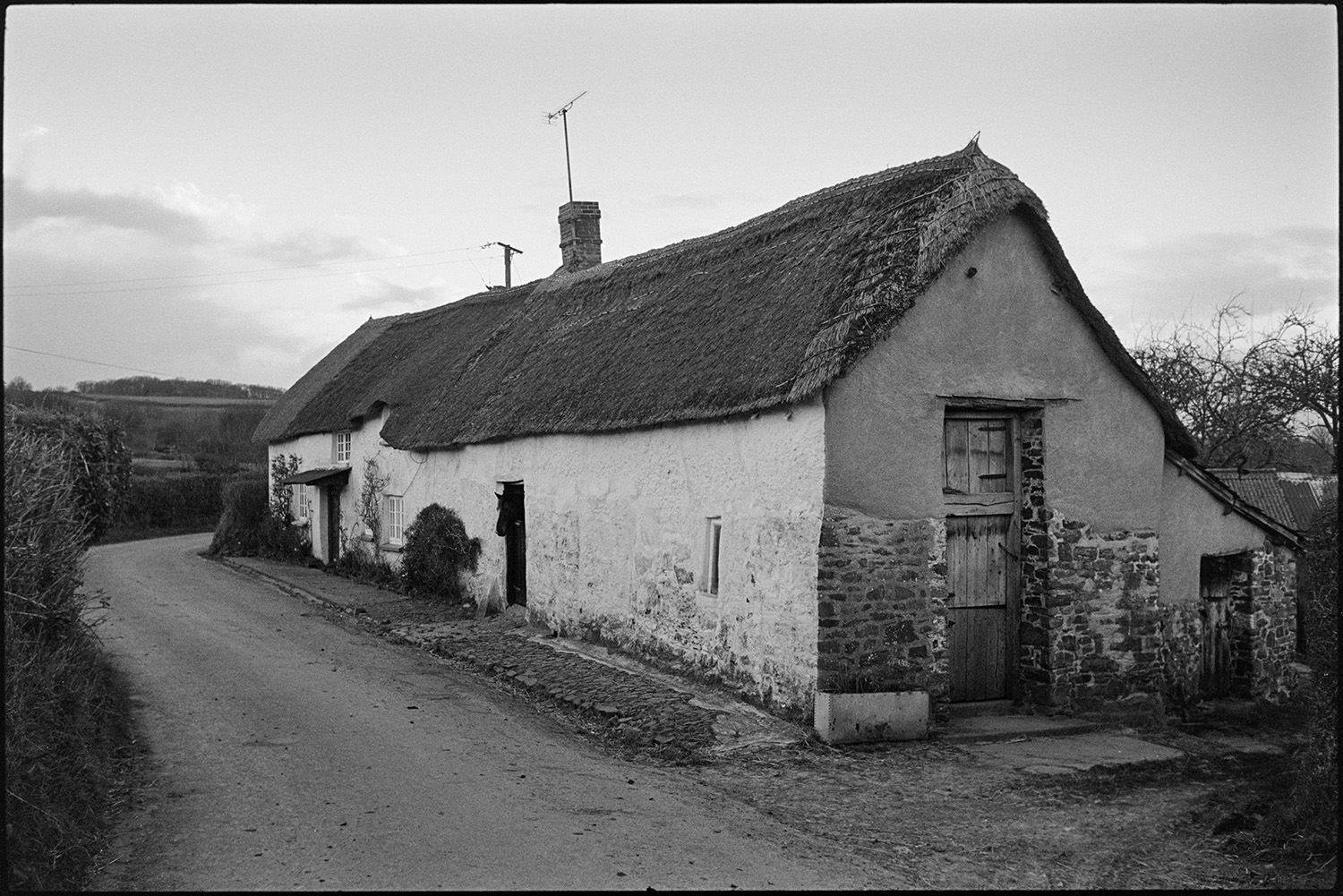 Thatch and cob Devon longhouse.
[Cob and thatched longhouse at Rashleigh Mill, Ashreigney. A tallet can be seen at one end of the longhouse and a horse is looking out of a stable doorway onto the road outside.]