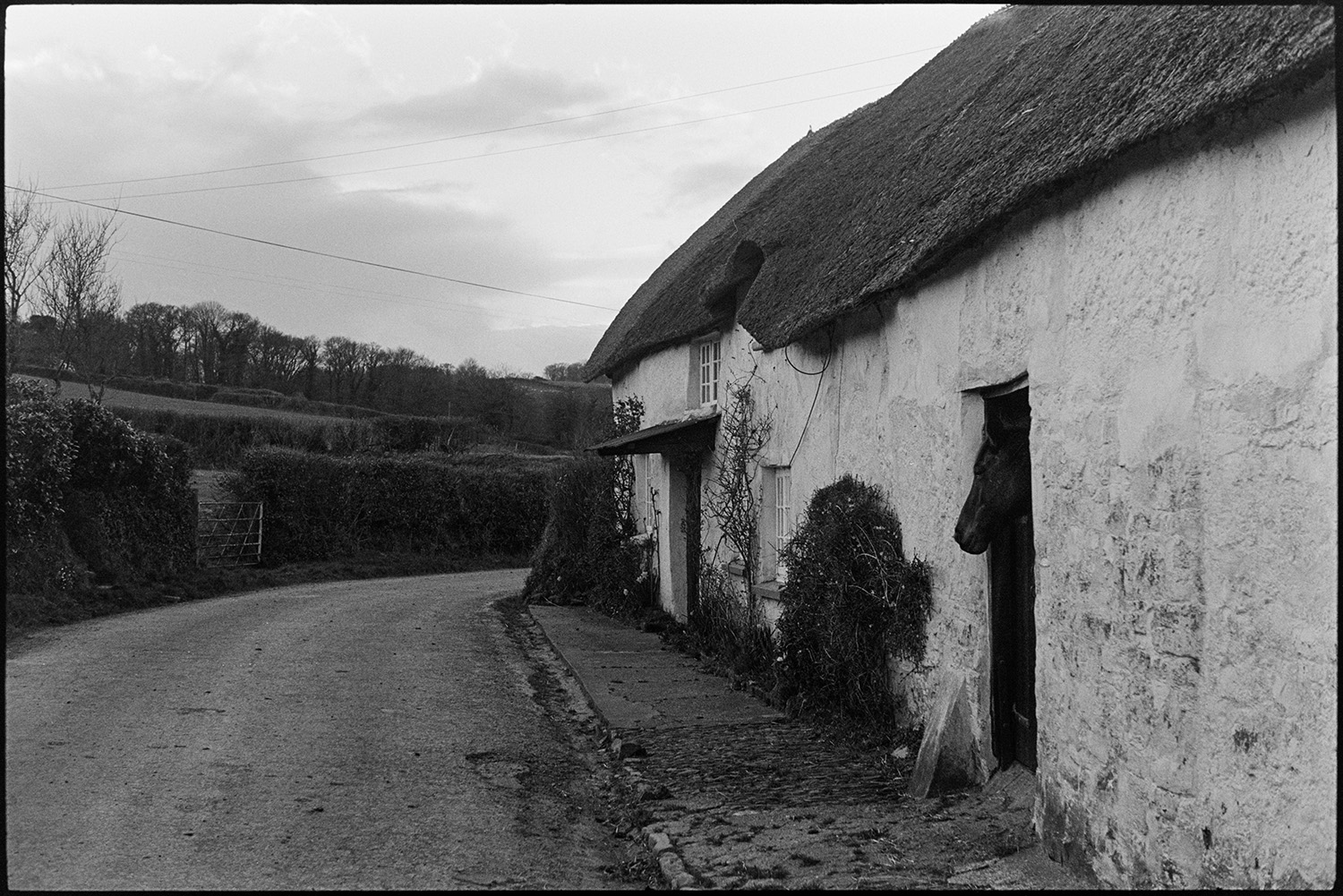 Thatch and cob Devon longhouse.
[Cob and thatched longhouse at Rashleigh Mill, Ashreigney. A horse is looking outs of a stable doorway in the house to the road outside.]