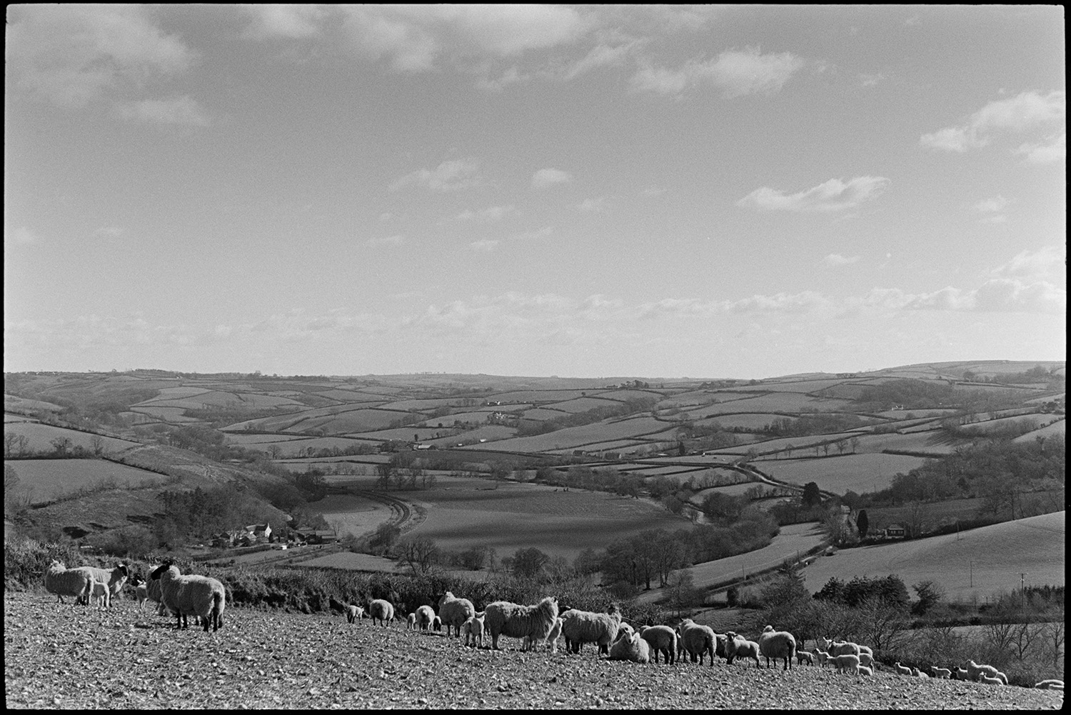 Valley and sheep.
[A view of the surrounding countryside of fields and hedgerows taken from Fisherton Farm, Atherington, with a flock of sheep grazing in a field in the foreground. ]
