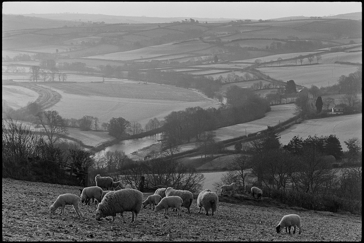 View over river valley with sheep, early morning.
[View of surrounding countryside with fields, hedgerows and the River Taw taken from Fisherton Farm, Atherington, in the early morning. A flock of sheep grazing in a field in the foreground.]