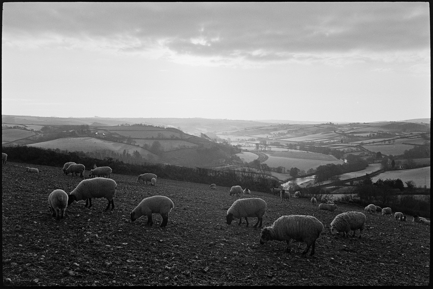 View over river valley with sheep, early morning.
[Sheep and lambs grazing in a stubble field on a hillside overlooking the river Taw and valley with fields at Fisherton, Atherington.]