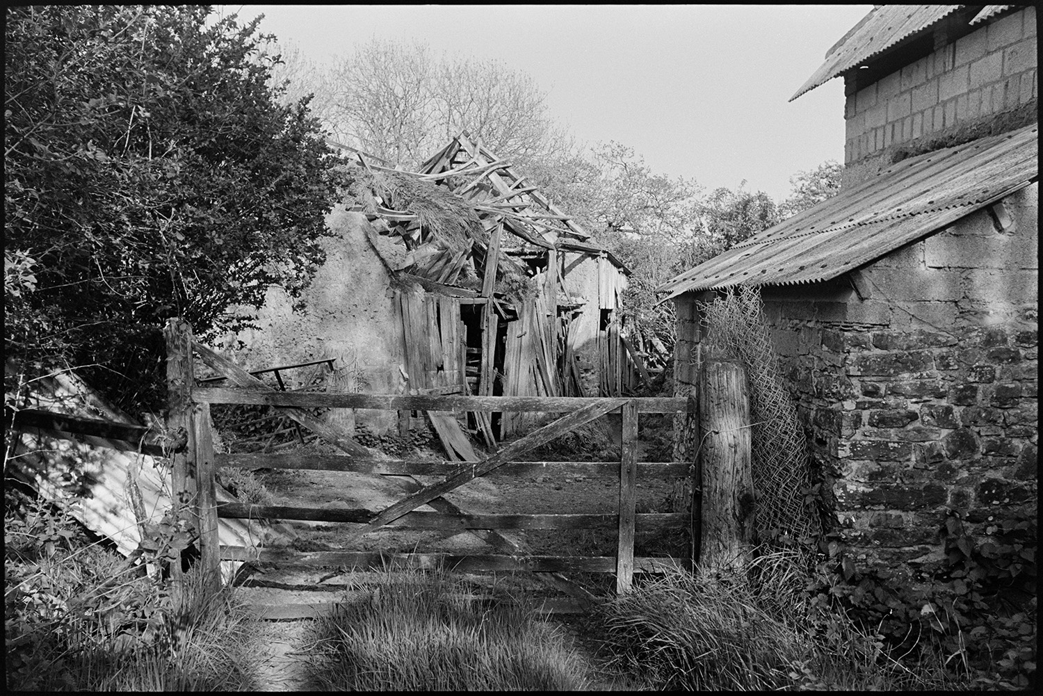 Ruined cob and thatch barn and old cob wall with ivy. Trailer loaded with rapeseed?
[A view through a wooden gateway of a collapsing wooden, cob and thatch barn on Reg Holland's farm at Newhouse, Ashreigney. Another barn can be seen in the foreground with a roll of chicken wire resting against the stone wall.]