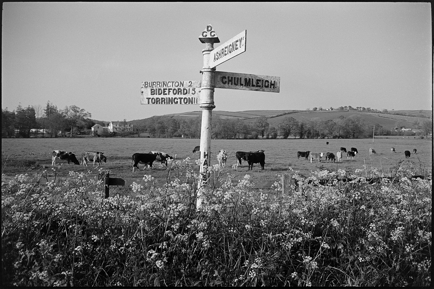 Landscape with old cast iron road sign. Cow parsley.
[An iron signpost in a hedge with wild flowers at Hansford Cross, Ashreigney.  Cattle are grazing in the field and views of surrounding countryside fields and trees can be seen in the background.]