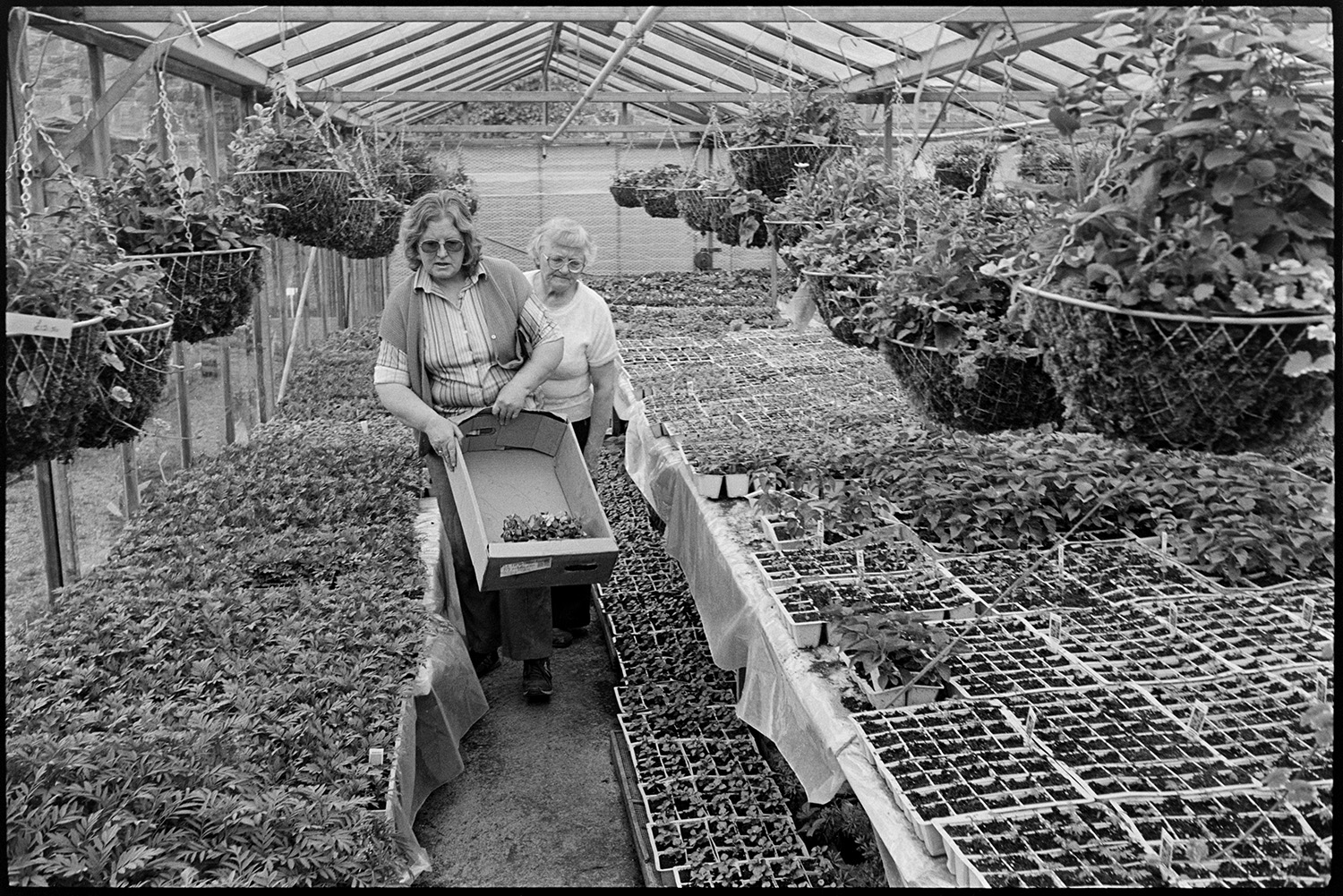 Women choosing plants in garden centre.
[Two women choosing from plants, seedlings and hanging baskets in a greenhouse at Eggesford Garden Centre.]