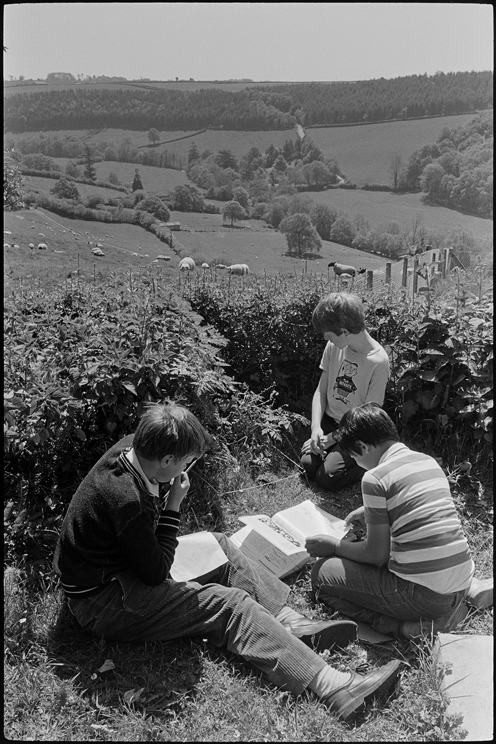 Primary school. Teacher helping pupils. Children working outside in hot sun.
[Three boys from Chulmleigh Primary School studying nature outside in the sunshine. A view of sheep grazing in a field and a distant wooded hillside can be seen in the background.]