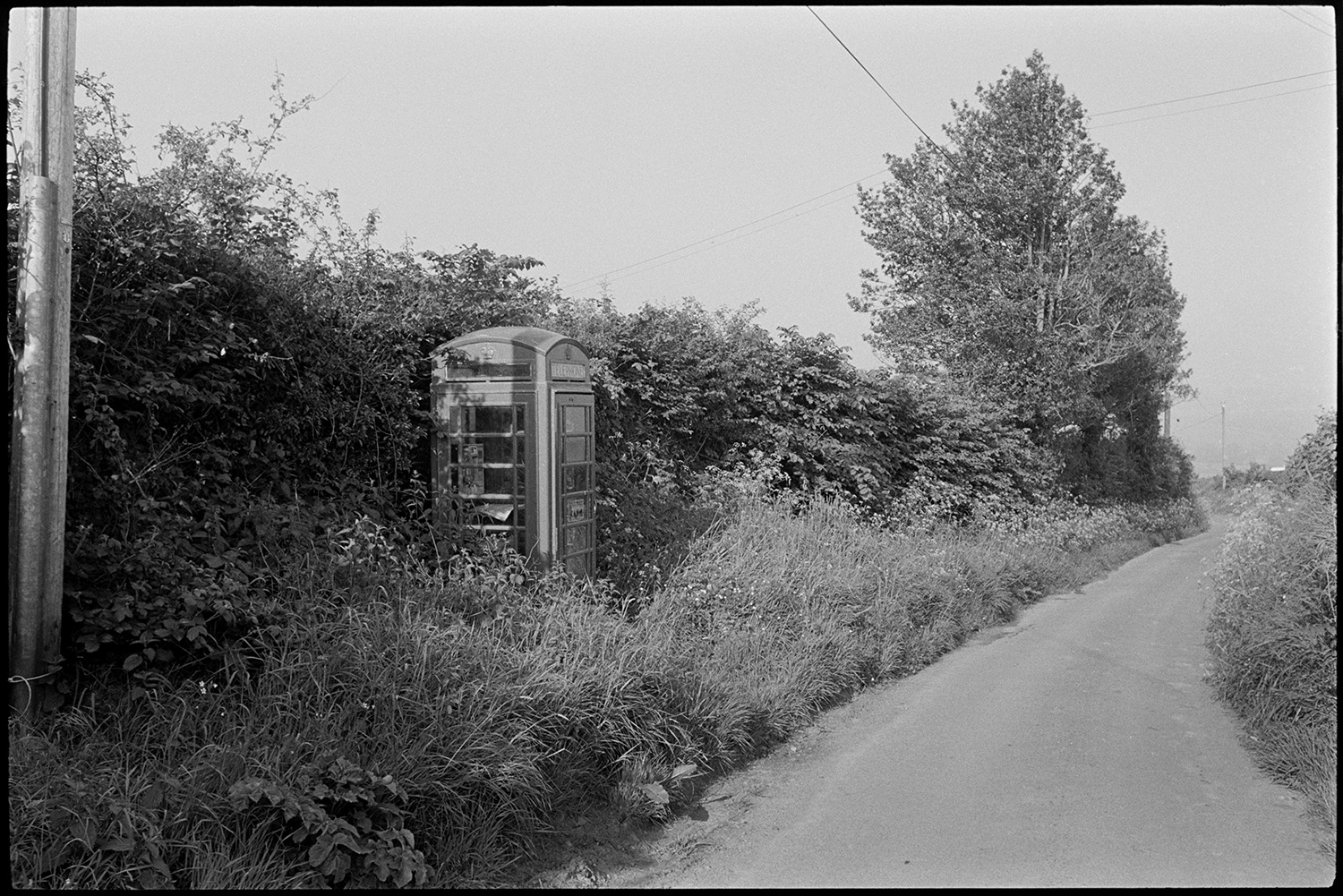 Telephone kiosk in overgrown hedge.
[A telephone box in a very overgrown verge next to a hedge by the side of a lane near Mary Week, Chulmleigh.]