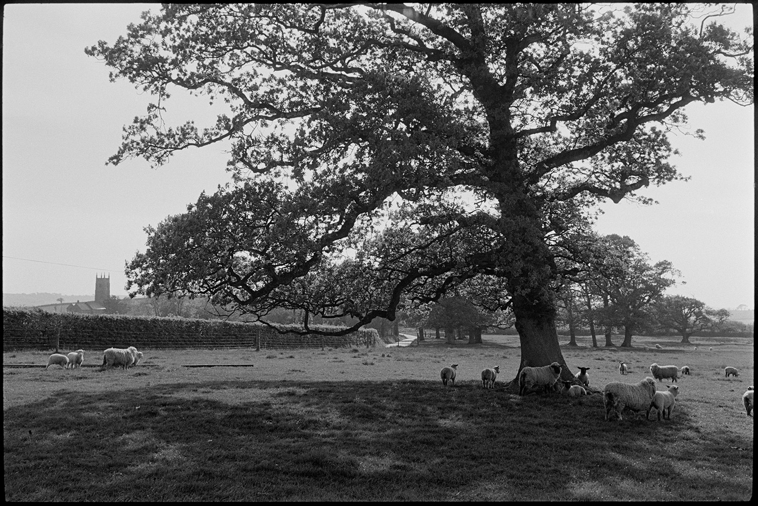 Sheep under oak trees.<br />
[A flock of sheep grazing under an oak tree in a large field in Warkleigh. The tower of the Church of St. John the Evangelist, Warkleigh is visible in the background.]