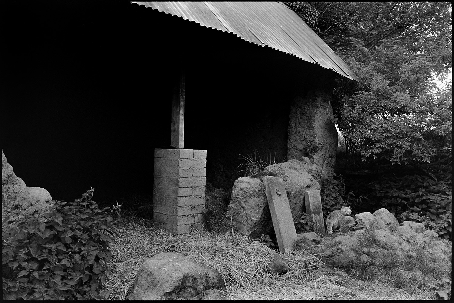Cob barn with door and tallet in state of collapse.
[Collapsed wall of a cob barn with a corrugated iron roof at Coleford. Part of the collapsing cob wall is supported by concrete slabs. There is also a cat in front of the barn.]