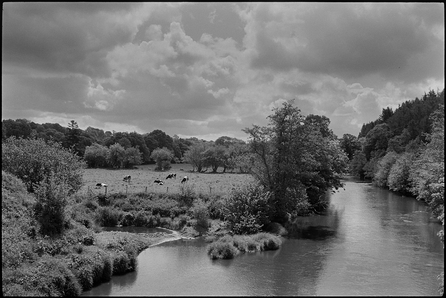 River scene with eroded bank quarry.
[The River Torridge in a wooded valley at Newbridge, near Dolton. An eroded river bank is visible with cows grazing in a field in the background and a stormy sky above.]