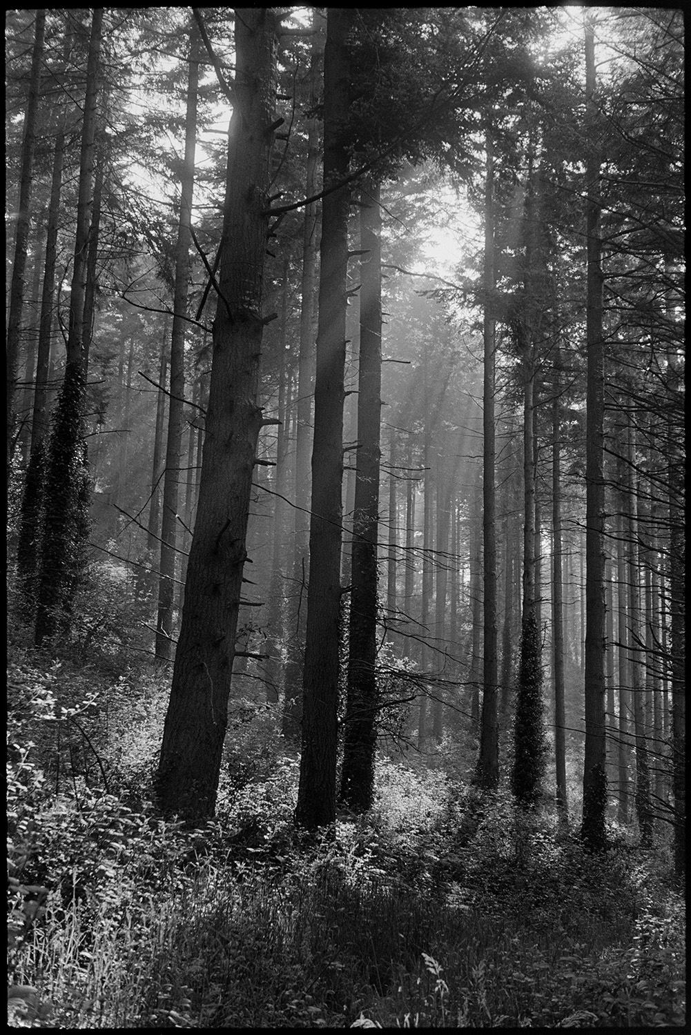 Fir forest with shafts of sunlight.
[Shafts of light shining through fir trees in Eggesford Forest.]