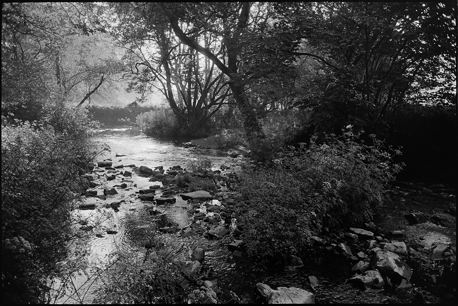 Stony river with plants. Trees growing overhead. Misty morning.
[The River Taw with stony river bed flowing past trees and wild flowers at Eggesford.]