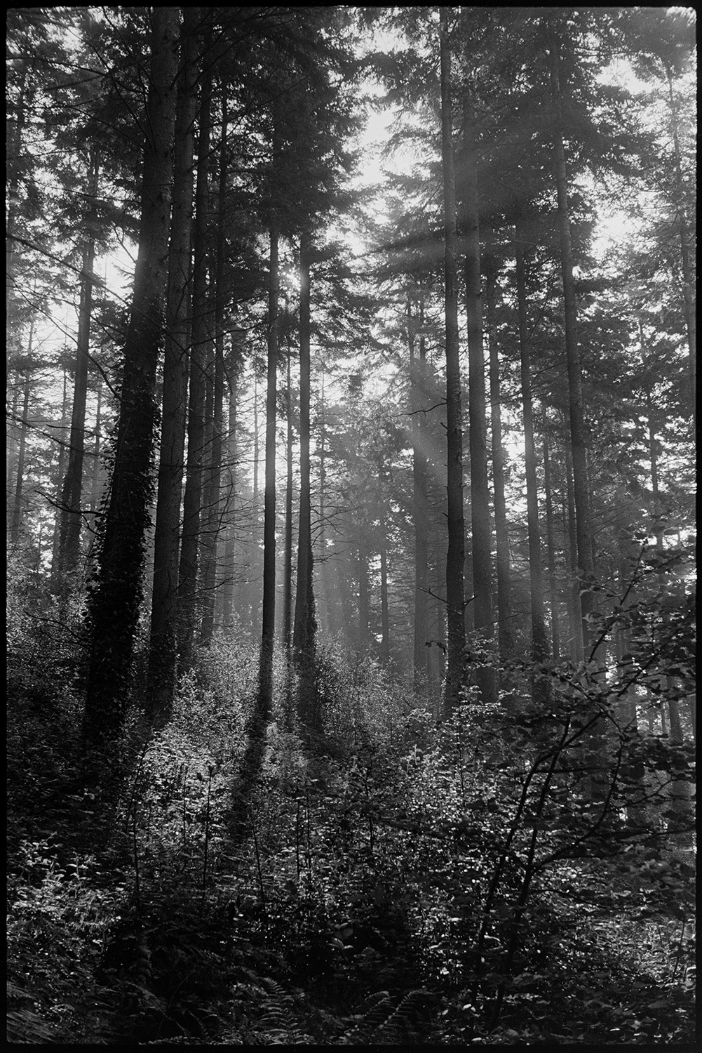 Fir forest with sunlight shafts.
[Shafts of light shining through fir trees in Eggesford Forest.]
