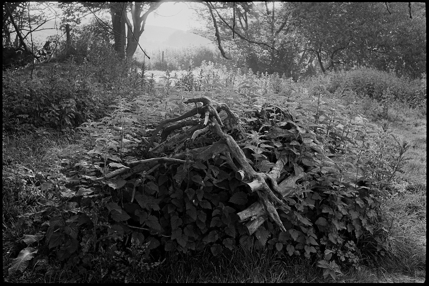 Nettles growing over fallen branches.
[Nettles growing around fallen tree branches by trees and a field entrance at Eggesford.]