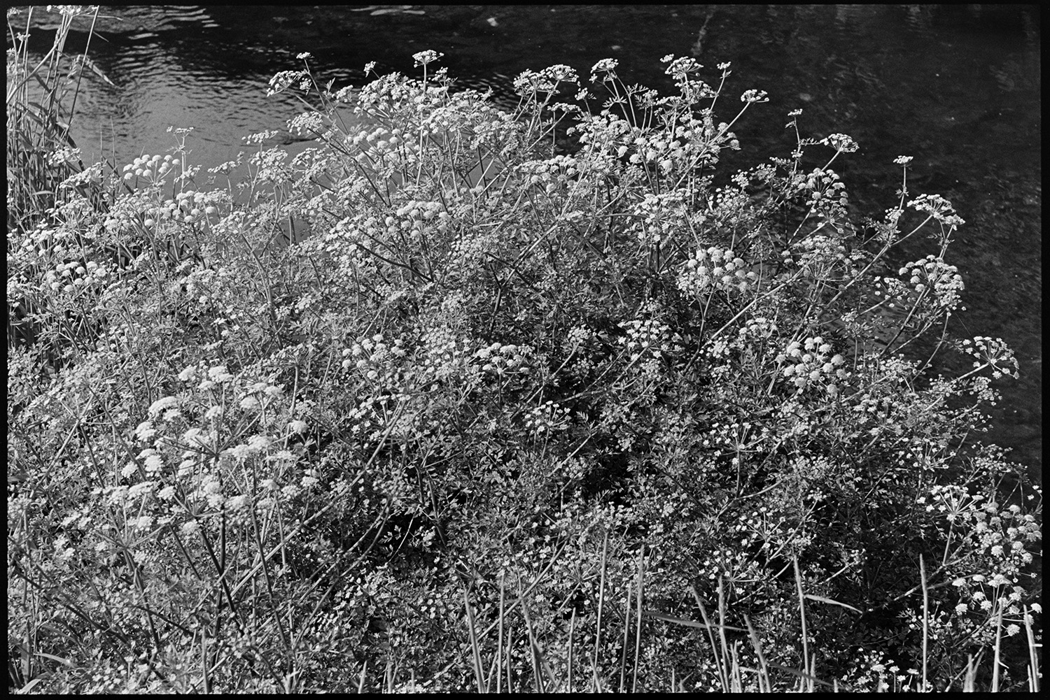 Stony river with plants. Trees growing overhead. Misty morning.
[Wild flowers growing on a bank of the River Taw at Eggesford.]