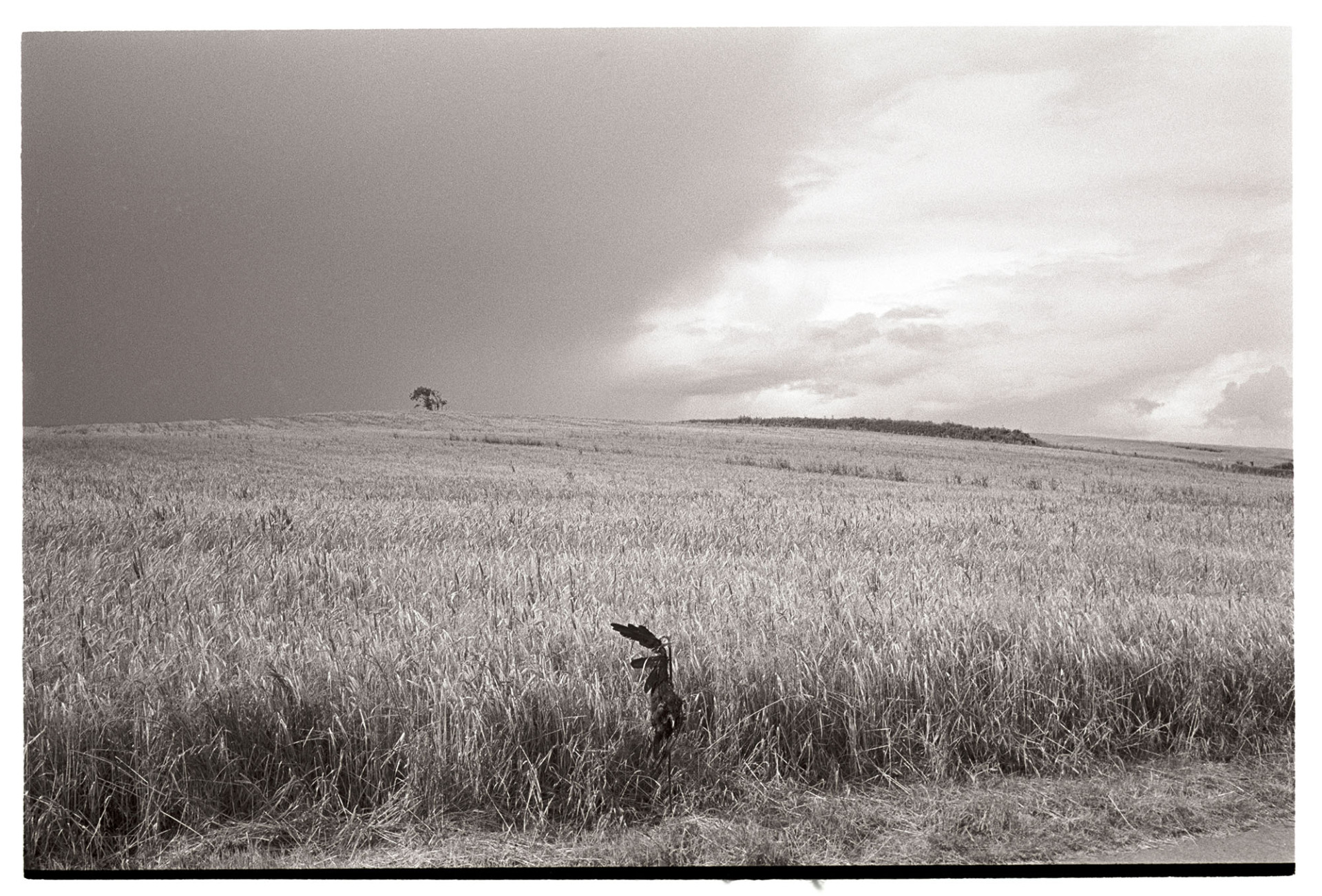 Field of barley with dead crow and threatening sky, clouds. 
[A field of barley under a cloud sky at Brimblecombe, Dowland. A dead crow is stuck on a metal stake in the ground, possibly to scare off other birds from the crop.]