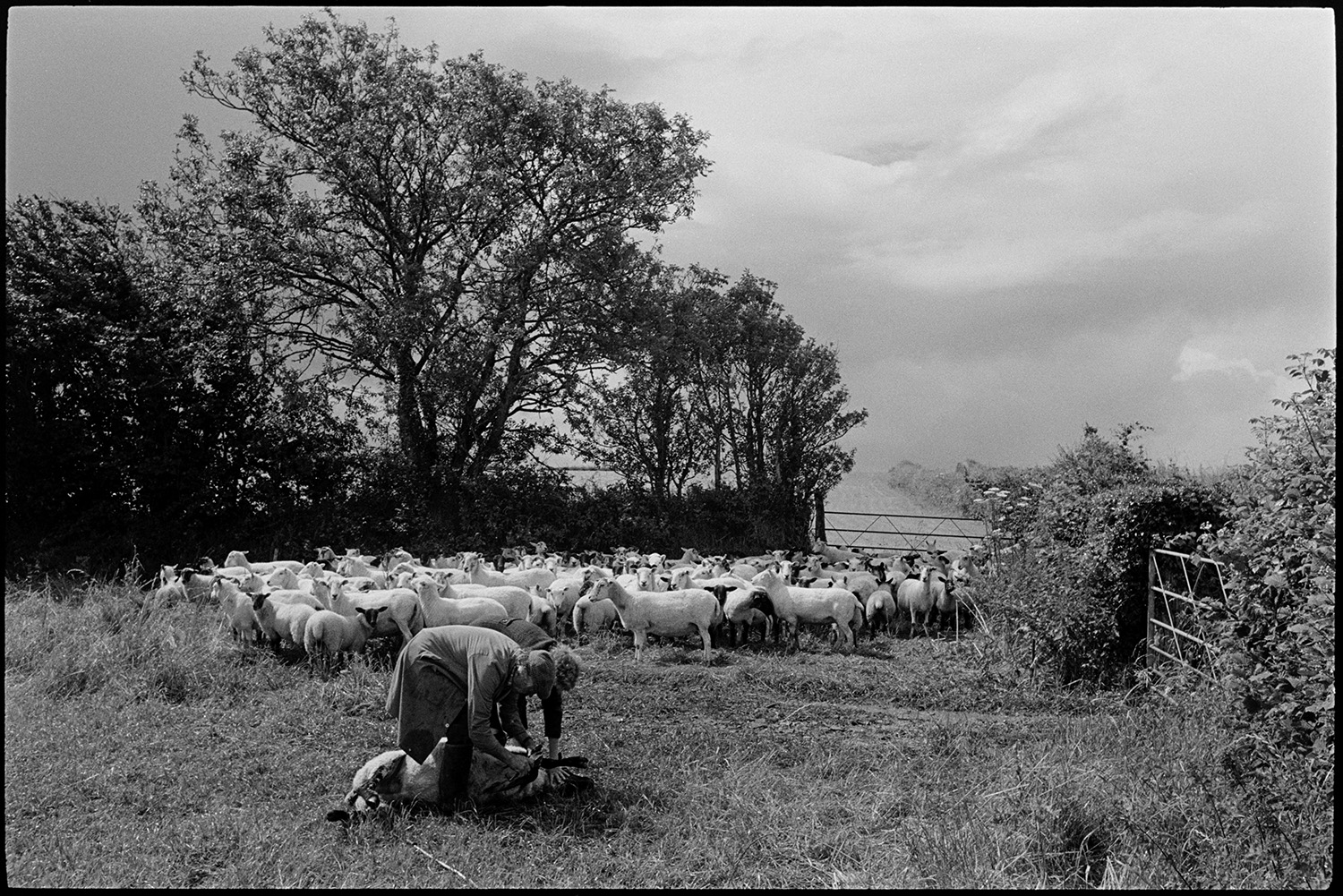 Farmers checking sheep and fencing off silage heap. Church with tower behind.
[Mr and Mrs Dunn checking a sheep on the ground in a field at Brimblecombe, Dowland. The rest of the flock can be seen in the background.]