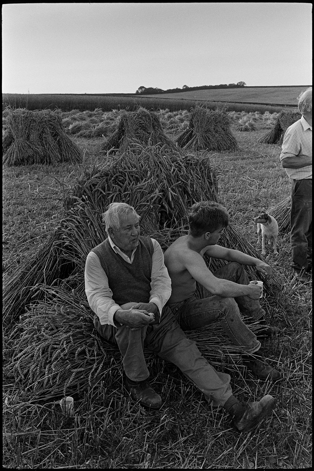 Harvesters tea break, leaning on car, woman, farmer's wife pouring from kettle, dog. 
[An older man and a young man, possibly from the Down family, sat against a stook of corn drinking tea, in a field at Spittle Farm, Chulmleigh. Other corn stooks can be seen in the background.]