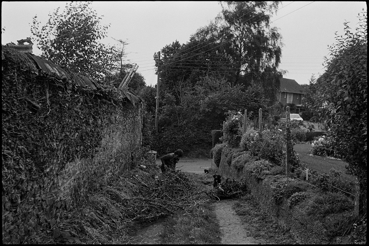 Track which will be made into road if new houses are built as planned. 
[A person clearing undergrowth from a track by a stone wall which was planned to be made into a road for new houses, at South Molton Street, Chulmleigh. A dog is with the person.]