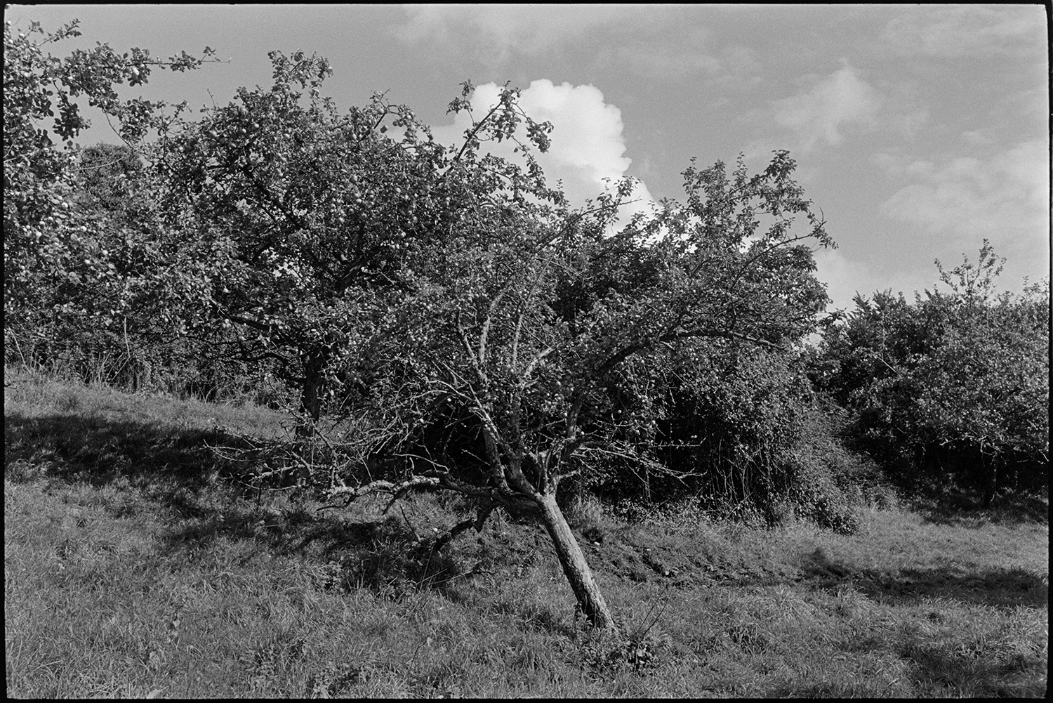 Cider orchard, clouds. 
[Apple trees in a cider orchard. Clouds are visible in the sky above.]