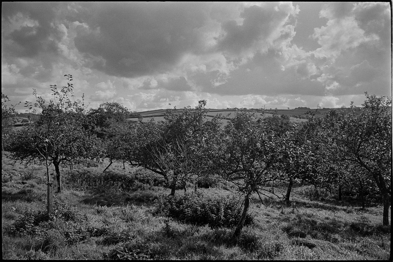 Orchard, Devon farm orchard. 
[Apple trees in an orchard at Spittle Farm, Chulmleigh. Clouds are visible in the sky above.]