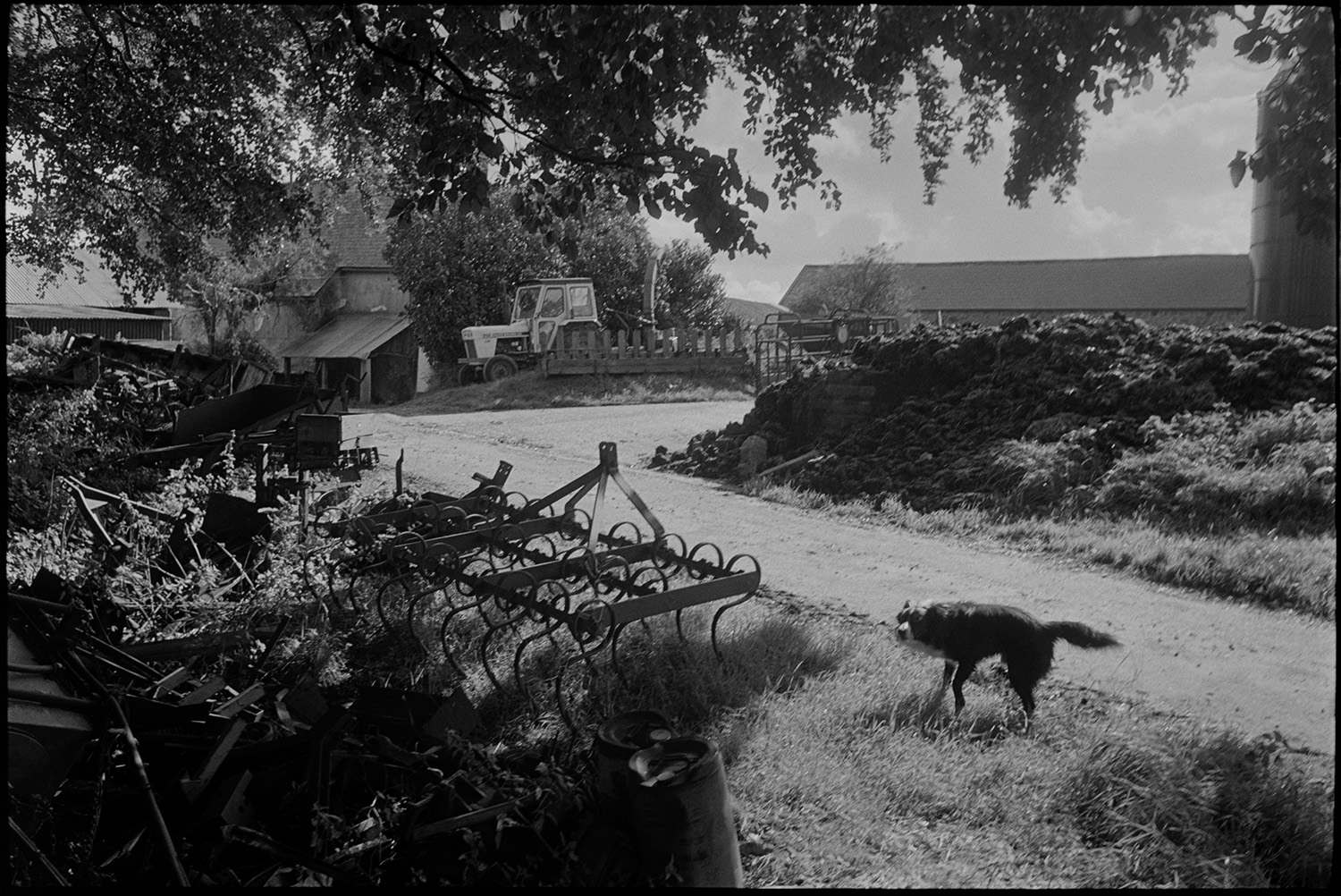 Dog barking in farm lane with parked harrow, old bulldozer. 
[A dog stood next to an old harrow on the verge of a lane at Spittle Farm, Chulmleigh. A barn, tractor and a farm buildings can be seen in the background.]