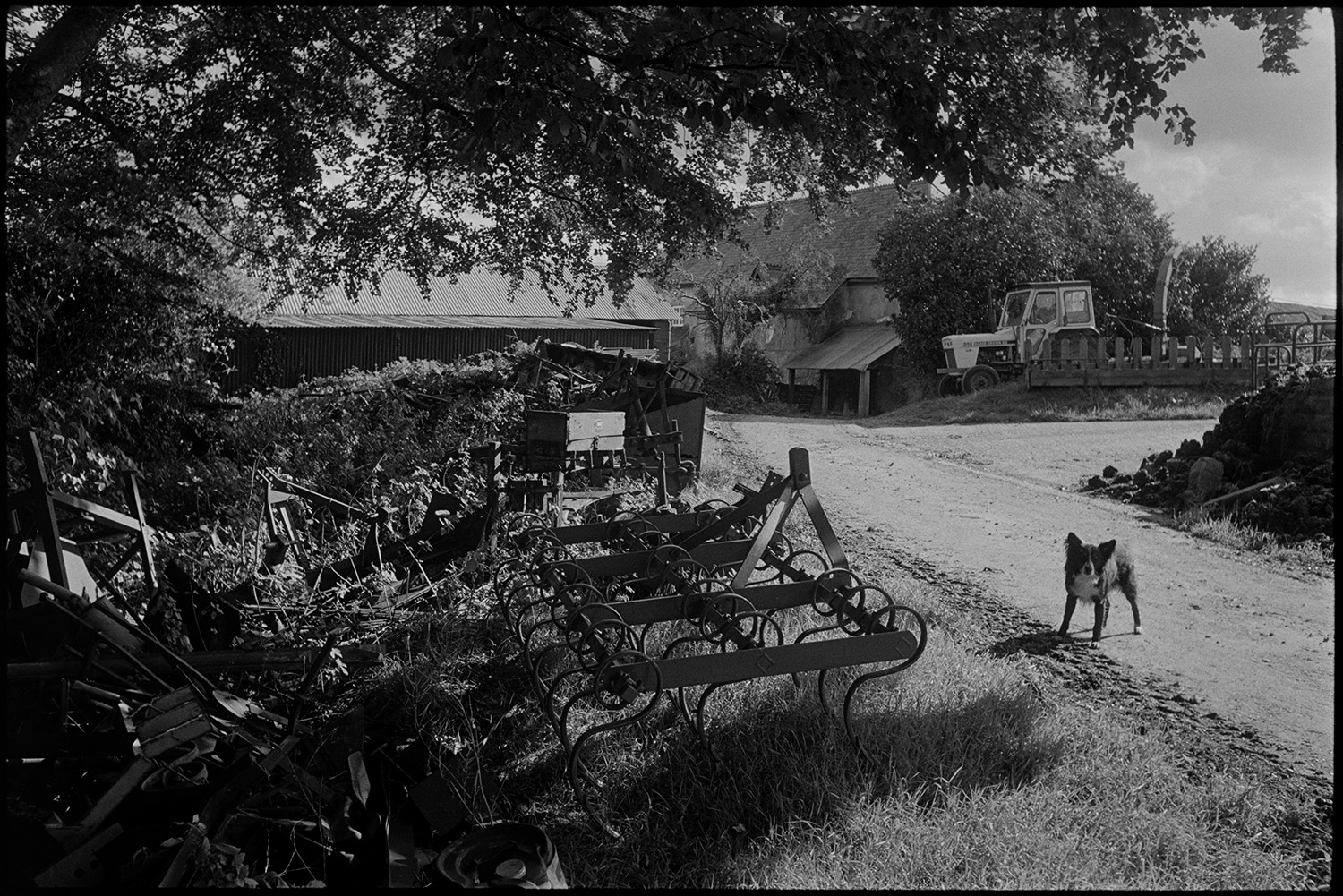 Dog barking in farm lane with parked harrow, old bulldozer. 
[A dog stood next to an old harrow on the verge of a lane at Spittle Farm, Chulmleigh. A corrugated iron barn, tractor and a farm buildings can be seen in the background.]
