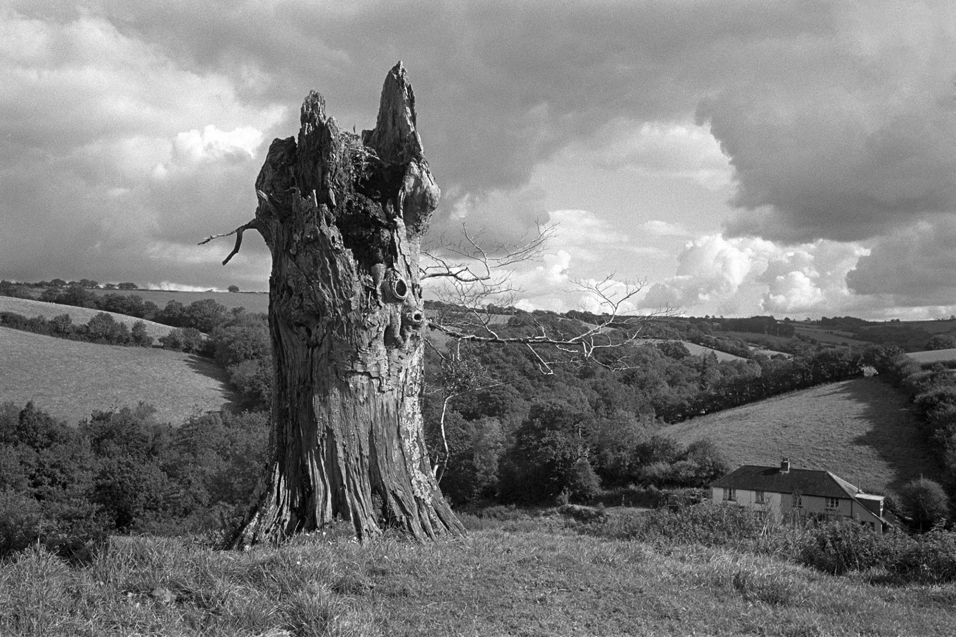 Trunk of old beech tree in clouded landscape. 
[The trunk of a dead beech or oak tree in a field at Spittle, Chulmleigh. A landscape with fields, trees, a farmhouse and clouds is in the background.]
