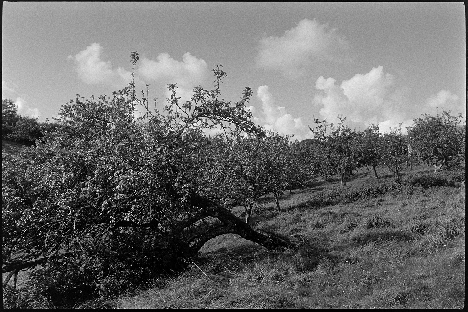 Orchard, Devon farm orchard. 
[Apple trees in an orchard at Spittle Farm, Chulmleigh. Clouds are visible in the sky above. A tree is the foreground has fallen over.]