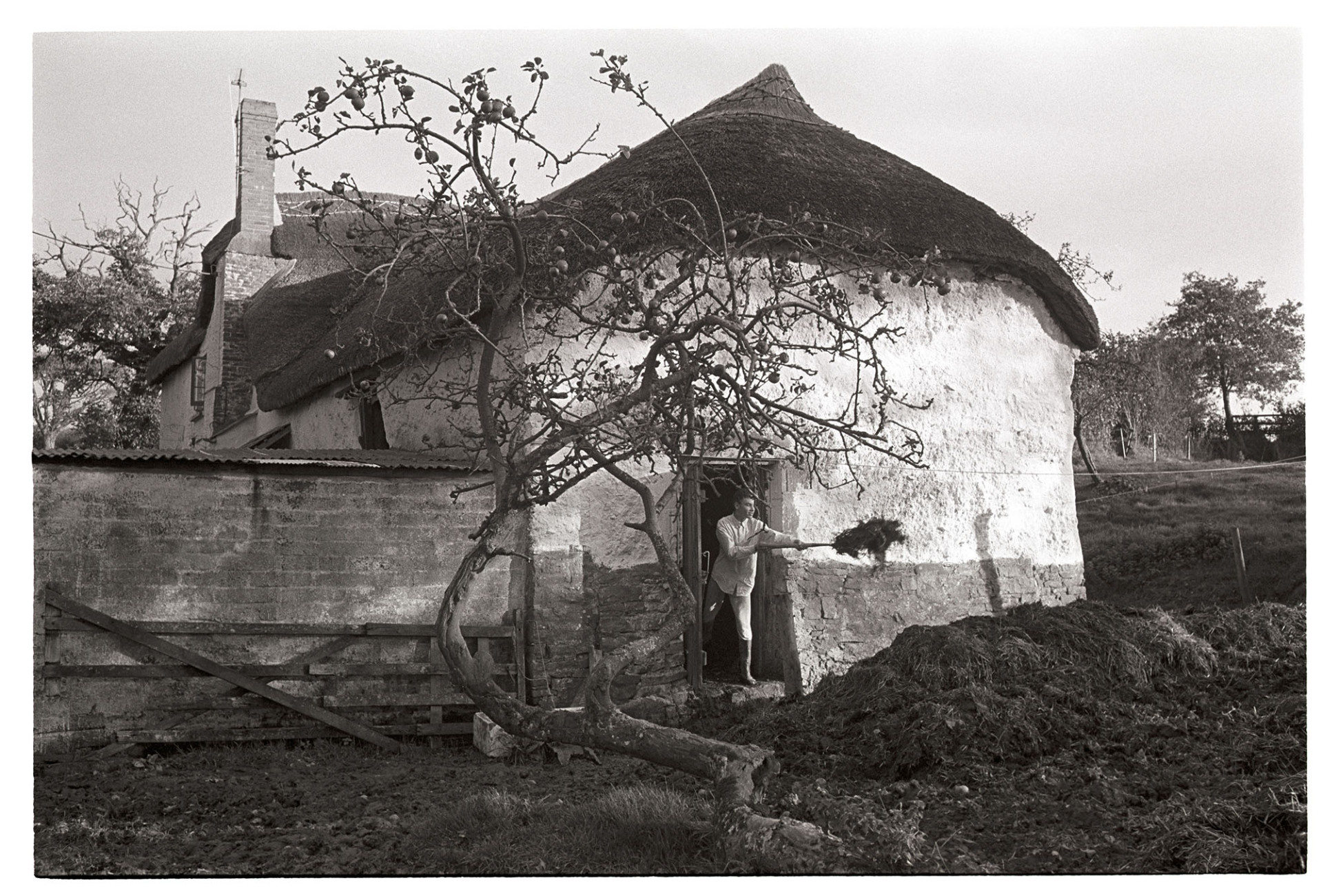 Remains of orchard in front of cob and thatch farmhouse mucking out, manure heap. 
[A man mucking out a cob and thatch barn attached to a farmhouse at South Ash, Kings Nympton. The remains of an orchard with a single apple tree is in front of the barn.]