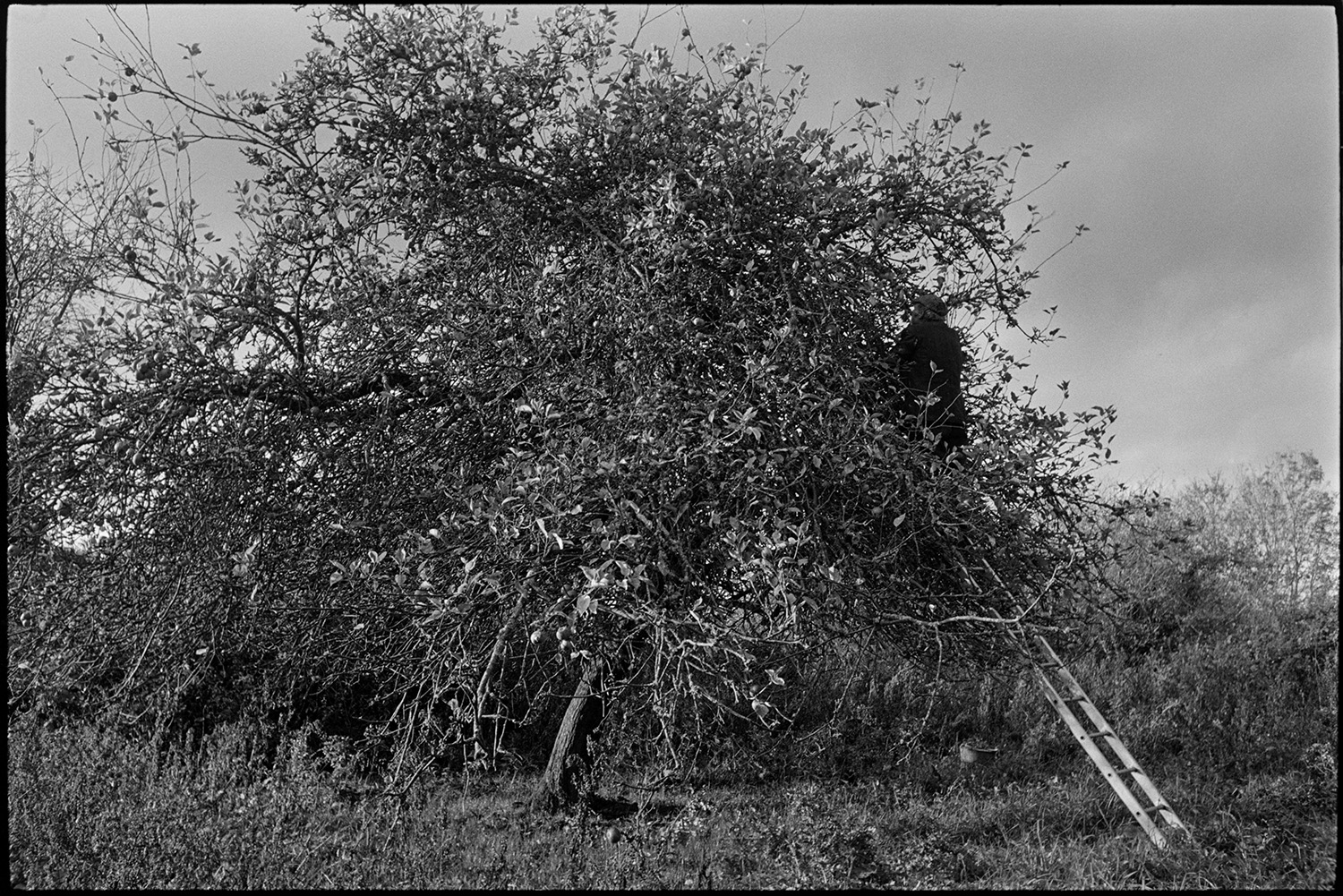Orchards, Devon, man picking cider apples, up a ladder. 
[Reg Holland picking cider apple from a tree in an orchard at Newhouse, Ashreigney.]