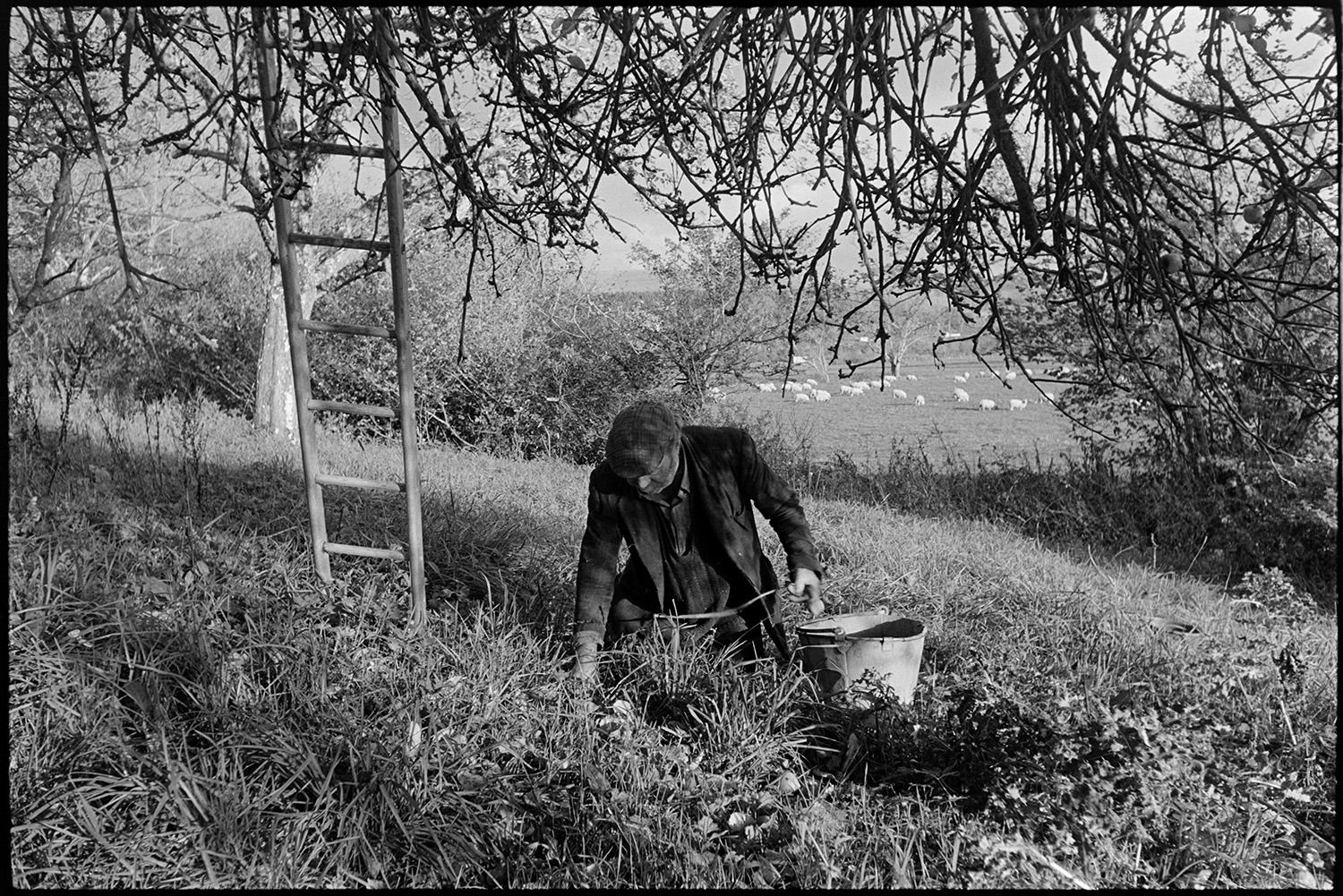 Orchards, Devon, man picking cider apples, up a ladder. 
[Reg Holland picking up fallen cider apples and placing them in a bucket, under a tree in an orchard at Newhouse, Ashreigney. A ladder is propped against the tree and sheep can be seen grazing in a field in the background.]