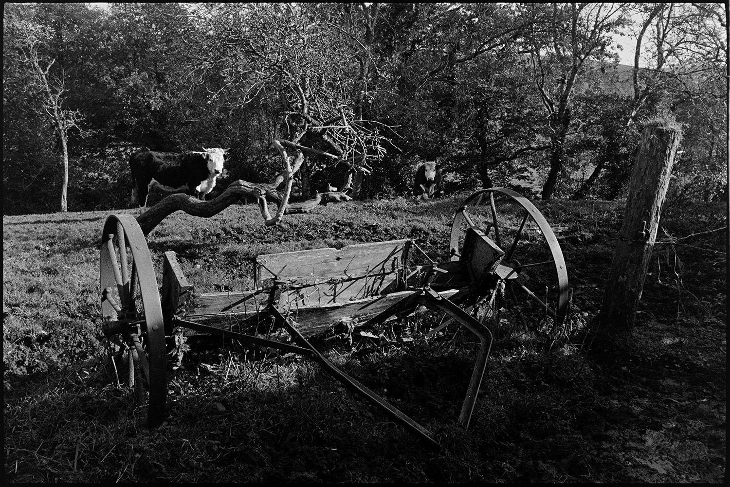 Farmer feeding bullocks hay. 
[Bullocks in a field with trees and an old seed drill at Newhouse, Ashreigney.]