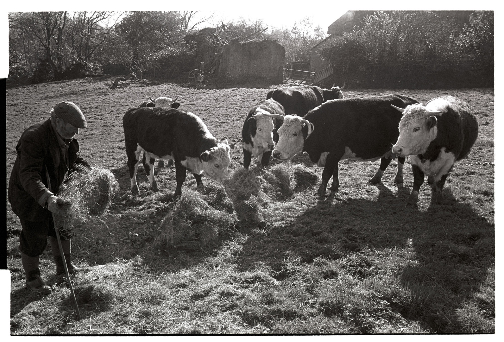Farmer feeding bullocks hay. 
[Reg Holland feeding hay to a group of bullocks in a field at Newhouse, Ashreigney. Farm buildings and machinery are visible in the background.]