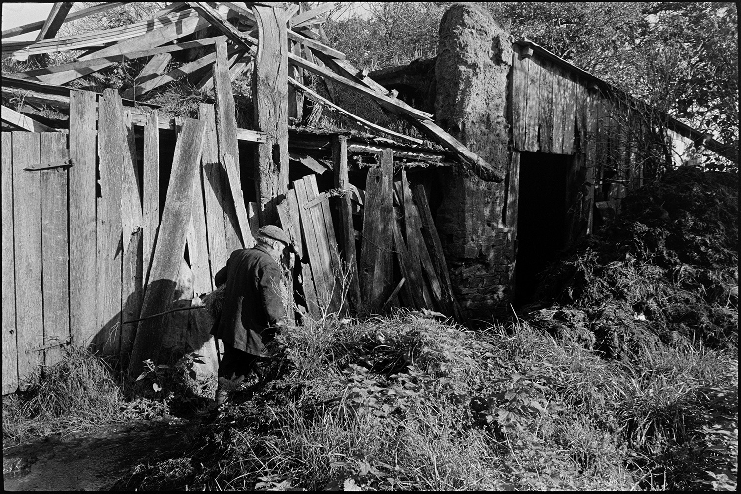 Farmer looking at calf and milking cow by hand, calf suckling. 
[Reg Holland walking past a collapsing wooden barn at Newhouse, Ashreigney.]